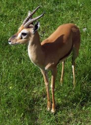 Red-fronted gazelle Red-fronted gazelle