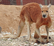 Red kangaroo Red kangaroo