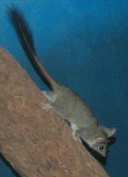 Red-tailed phascogale Red-tailed phascogale