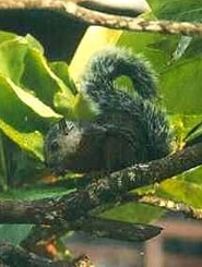Red tailed squirrel Red tailed squirrel