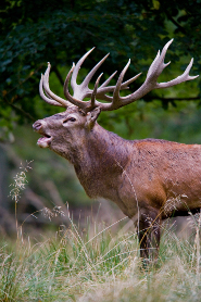 Red deer Red deer