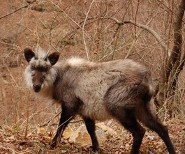 Red goral Red goral