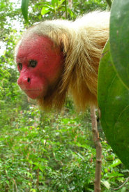 Red uakari Red uakari