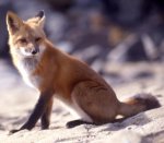 Red fox Red fox