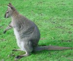 Red necked wallaby Red necked wallaby