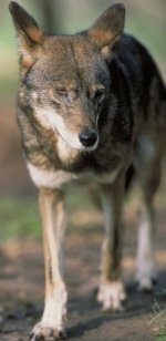 Red wolf Red wolf
