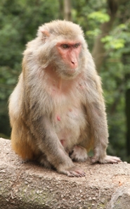 Rhesus monkey Rhesus monkey
