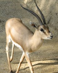 Rhim gazelle Rhim gazelle