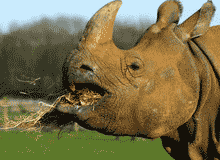 Indian Rhinoceros Indian Rhinoceros
