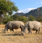 White Rhinoceros White Rhinoceros