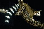 ringtail ringtail