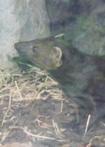 Ring tailed mongoose Ring tailed mongoose