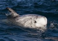 Risso's dolphin Risso's dolphin