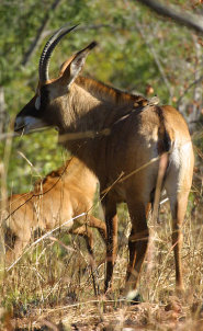 Roan antelope Roan antelope