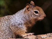Rock squirrel Rock squirrel