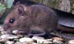 Rodentia