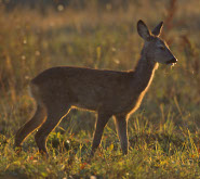 Roe deer Roe deer