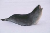 Ross seal Ross seal