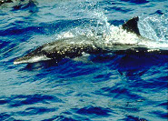 Rough-toothed dolphin Rough-toothed dolphin
