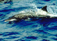 Rough-toothed dolphin