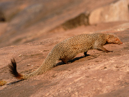 Ruddy mongoose Ruddy mongoose