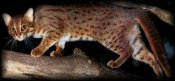Rusty Spotted Cat Rusty Spotted Cat