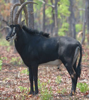 Sable antelope Sable antelope