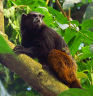 Saddlebacked tamarin Saddlebacked tamarin