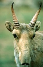 Saiga Saiga