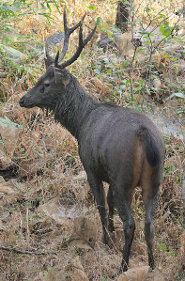 Sambar Sambar