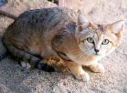 Sand cat