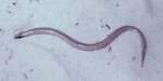 Sand skink Sand skink