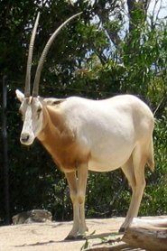 Scimitar-horned oryx Scimitar-horned oryx