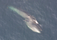 sei whale