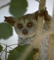 Senegal Bushbaby Senegal Bushbaby