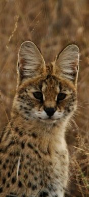 Serval Serval