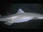 Shark caught by octopus