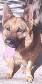 Rescue dog Rescue dog