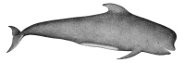 Short-finned pilot whale Short-finned pilot whale