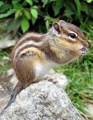 Siberian chipmunk Siberian chipmunk