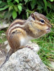 Siberian chipmunk