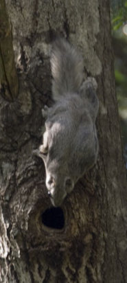 Siberian grey squirrel Siberian grey squirrel
