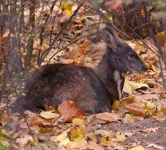 Siberian musk deer Siberian musk deer