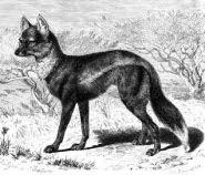 Side striped jackal Side striped jackal