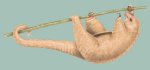 Silky anteater Silky anteater