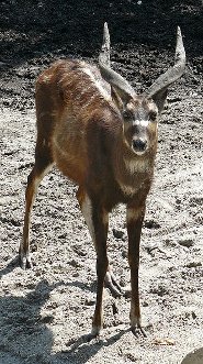 Sitatunga Sitatunga