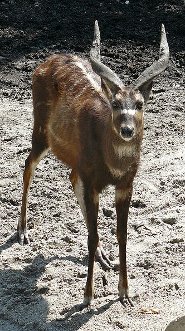 Sitatunga