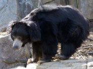 Sloth bear Sloth bear