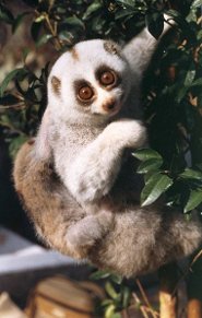 Slow loris Slow loris