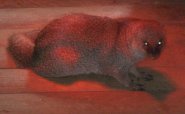 Small Indian Mongoose Small Indian Mongoose